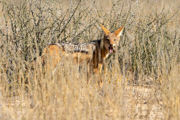 Chacal à chabraque, Canis mesomelas, Afrique