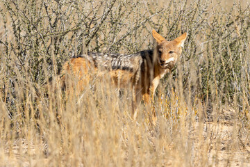Chacal à chabraque, Canis mesomelas, Afrique