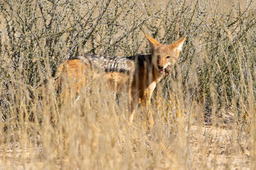 Chacal à chabraque, Canis mesomelas, Afrique