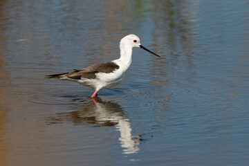 Echasse blanche,  Himantopus himantopus, Black winged Stilt