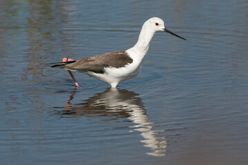 Echasse blanche,  Himantopus himantopus, Black winged Stilt