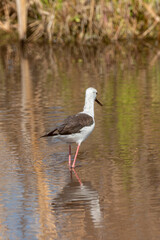Echasse blanche,  Himantopus himantopus, Black winged Stilt
