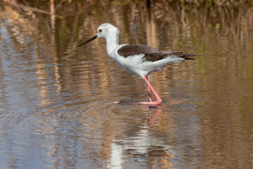 Echasse blanche,  Himantopus himantopus, Black winged Stilt