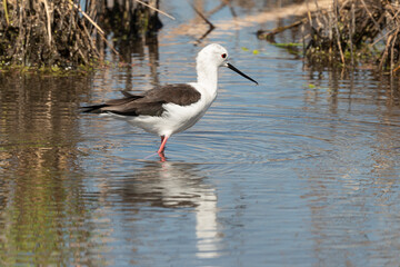 Echasse blanche,  Himantopus himantopus, Black winged Stilt