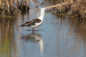 Echasse blanche,  Himantopus himantopus, Black winged Stilt