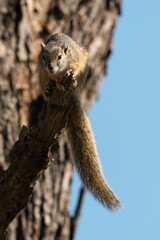 Ecureuil de Smith, Paraxerus cepapi, Kenya