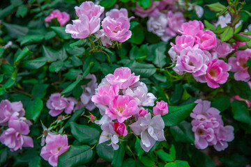 アンティグア・バーブーダ