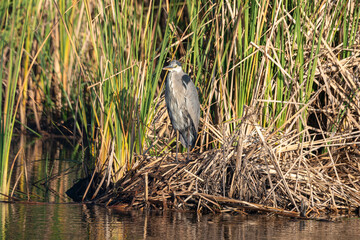 Héron cendré, Ardea cinerea, Grey Heron