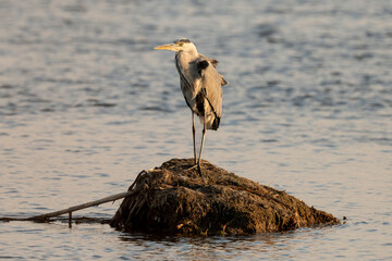 Héron cendré, Ardea cinerea, Grey Heron