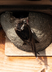 Hirondelle de fenêtre, nid,.Delichon urbicum, Common House Martin