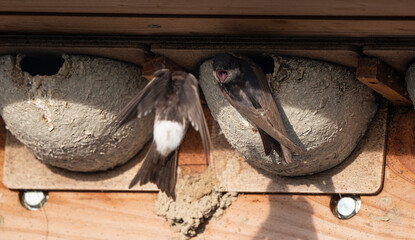 Hirondelle de fenêtre, nid,.Delichon urbicum, Common House Martin
