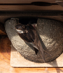 Hirondelle de fenêtre, nid,.Delichon urbicum, Common House Martin
