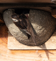 Hirondelle de fenêtre, nid,.Delichon urbicum, Common House Martin © JAG IMAGES