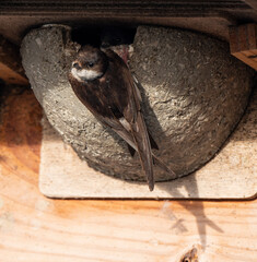 Hirondelle de fenêtre, nid,.Delichon urbicum, Common House Martin © JAG IMAGES
