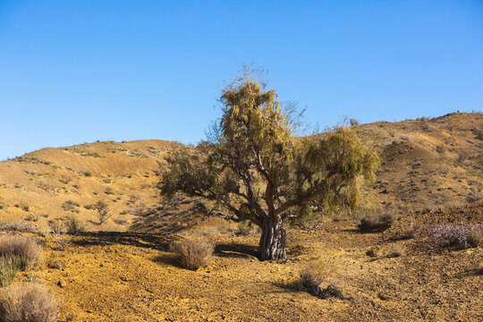 Zhuzgun or Kandym in the Altyn Emel National Park in Kazakhstan