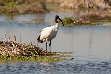 Ibis sacré,.Threskiornis aethiopicus, African Sacred Ibis