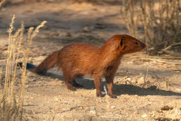 Mangouste jaune, Mangouste fauve, Cynictis penicillata