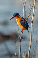 Martin pêcheur huppé,.Corythornis cristatus , Malachite Kingfisher