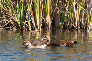 Ouette d'Égypte,. Alopochen aegyptiaca, Egyptian Goose, Parc national Kruger, Afrique du Sud