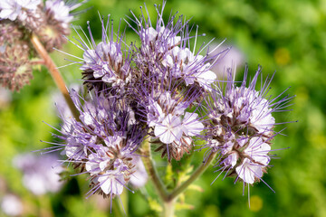 Phacélie à feuilles de tanaisie, Phacelia tanacetifolia