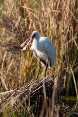 Spatule d'Afrique,. Platalea alba, African Spoonbill