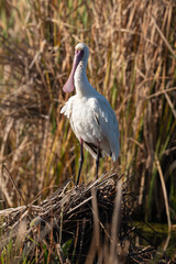 Spatule d'Afrique,. Platalea alba, African Spoonbill