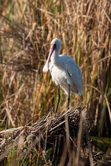 Spatule d'Afrique,. Platalea alba, African Spoonbill