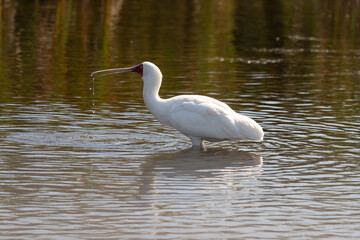 Spatule d'Afrique,. Platalea alba, African Spoonbill