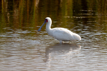 Spatule d'Afrique,. Platalea alba, African Spoonbill