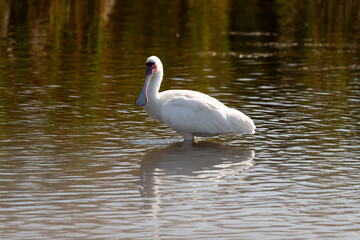 Spatule d'Afrique,. Platalea alba, African Spoonbill
