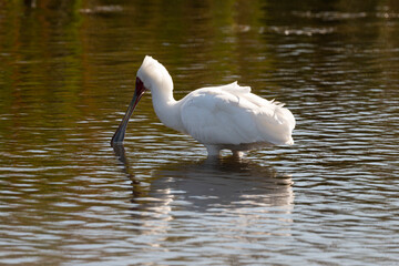 Spatule d'Afrique,. Platalea alba, African Spoonbill