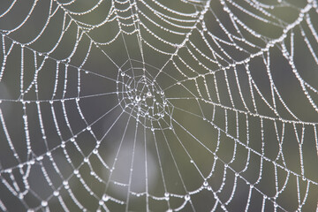 Spinnennetz mit Tautropfen