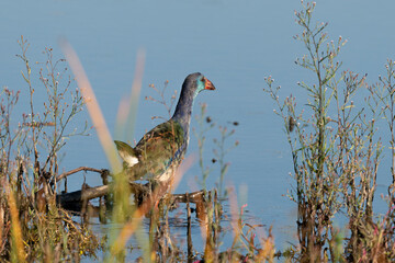 Talève sultane, Poule sultane, .Porphyrio porphyrio, Western Swamphen