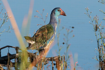 Talève sultane, Poule sultane, .Porphyrio porphyrio, Western Swamphen