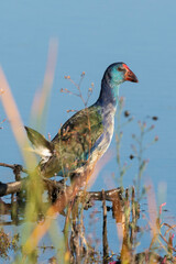Talève sultane, Poule sultane, .Porphyrio porphyrio, Western Swamphen