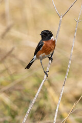 Tarier pâtre, Traquet pâtre, Saxicola rubicola,  European Stonechat, male