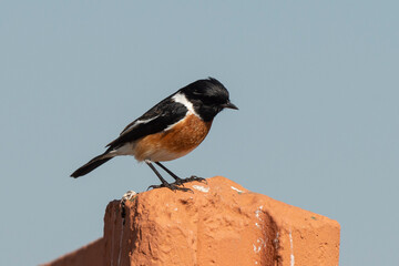 Tarier pâtre, Traquet pâtre, Saxicola rubicola,  European Stonechat, male