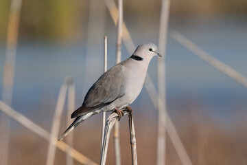 Tourterelle du Cap,.Streptopelia capicola, Ring necked Dove