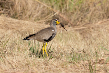 Vanneau à tête blanche,.Vanellus albiceps, White crowned Lapwing, Afrique du Sud