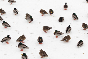 Wild ducks in nature in winter.