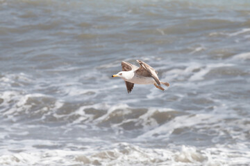 Seagull in flight against the sky