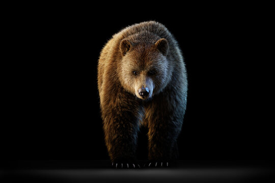 Grizzly bear full body portrait on black