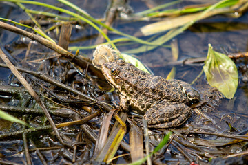 frog sitting in the water