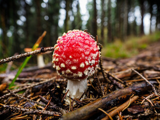 Close-up of a red mushroom on a wood