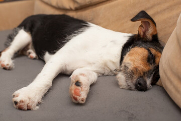 Tired and lazy jack russell terrier dog falls asleep, lying on sofa, relaxing at home, closeup. Dog waiting for owner on home. Dog pet on couch in living room, looking sad bored lonely sick exhausted