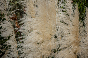 Herbe de la pampa en gros plan