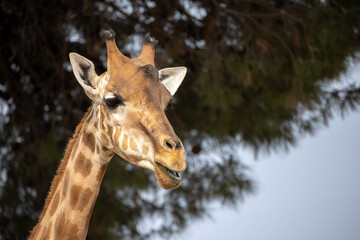 portrait d'une girafe en gros plan