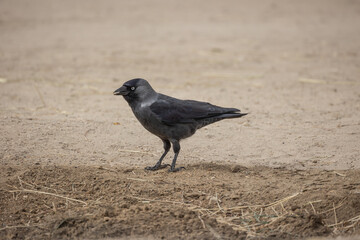 corbeau choucas posé sur le sol dans un parc