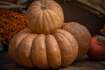 citrouilles et courges en décoration pour la fête d'Halloween