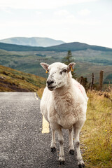 A single sheep on a road in Ireland